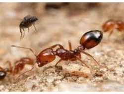 Aroma yang Dibenci Semut: Solusi Ampuh untuk Mengusirnya dari Rumah