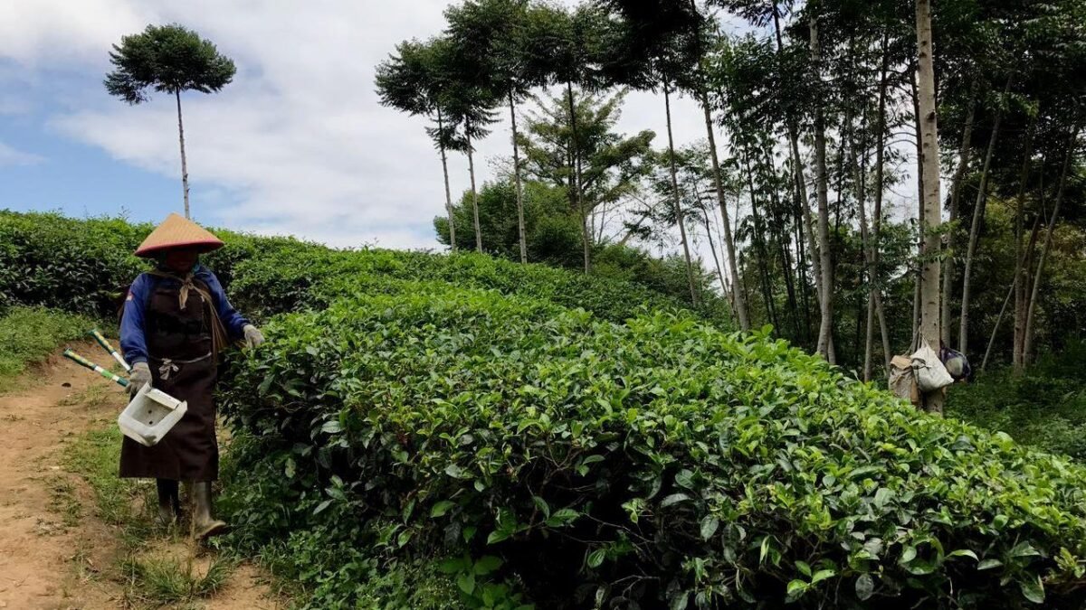 Google Meet, Kode Transaksi Libido di Kebun Teh