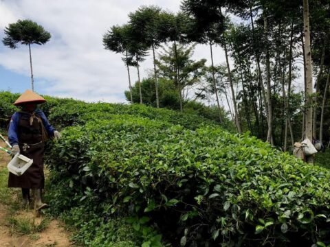 Google Meet, Kode Transaksi Libido di Kebun Teh