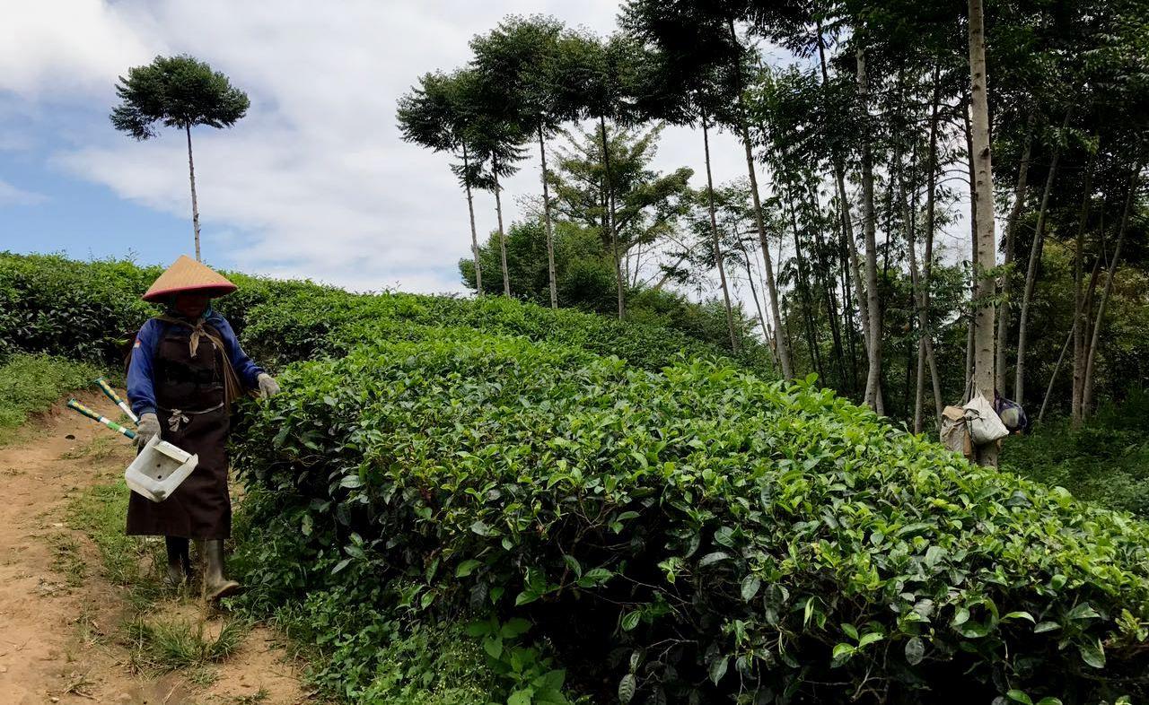 Google Meet, Kode Transaksi Libido di Kebun Teh