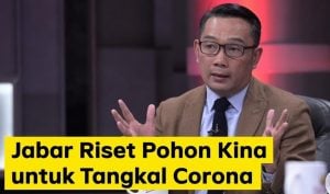 Tanaman Kina Terbukti Manjur Sembuhkan Malaria, Bisa Untuk Sembuhkan Virus Corona Juga?