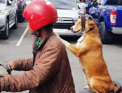Ternyata Pelihara Anjing Bisa Turunkan Risiko Penyakit Jantung