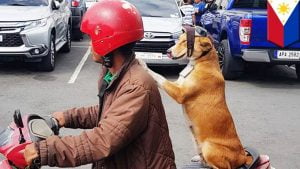 Ternyata Pelihara Anjing Bisa Turunkan Risiko Penyakit Jantung