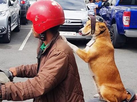 Ternyata Pelihara Anjing Bisa Turunkan Risiko Penyakit Jantung