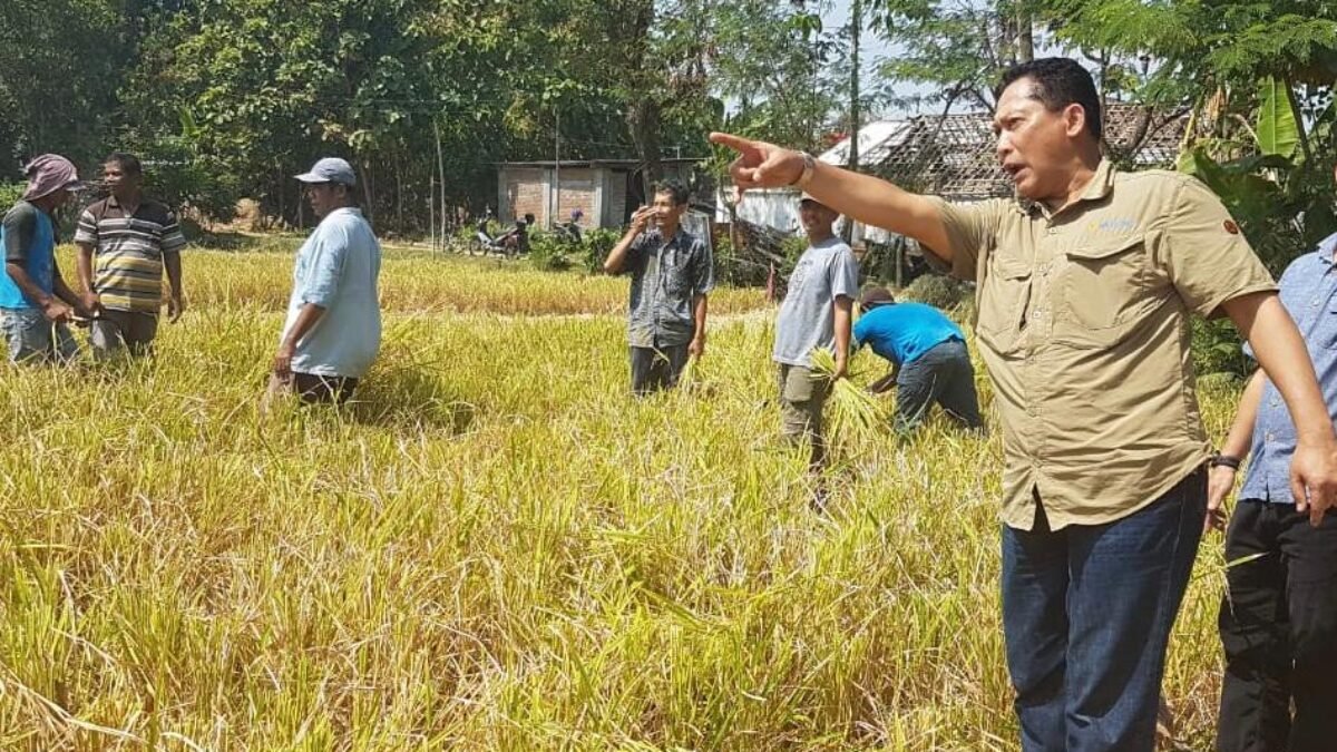 BULOG Dukung Pembangunan Proyek Food Estate di Kalimantan Tengah BULOG Dukung Pembangunan Proyek Food Estate di Kalimantan Tengah