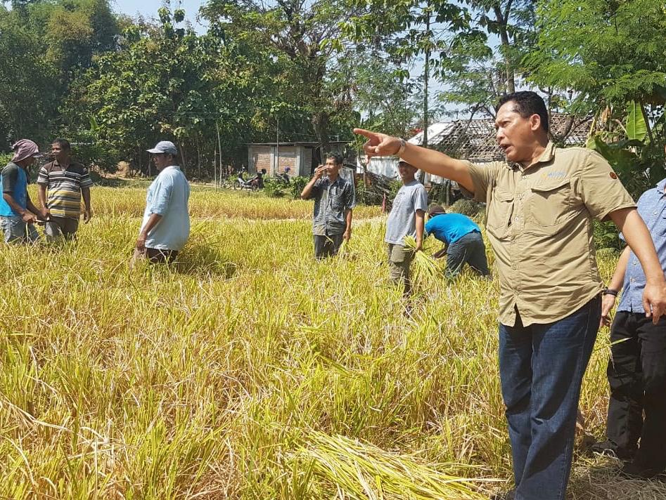 BULOG Dukung Pembangunan Proyek Food Estate  di Kalimantan Tengah