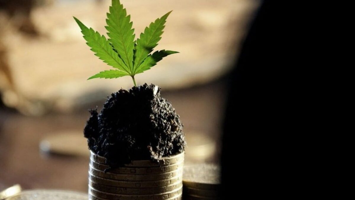 Keputusan PBB Tentang Klasifikasi Ganja Bukan Legalisasi Keputusan PBB Tentang Klasifikasi Ganja Bukan Legalisasi