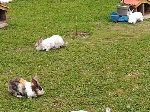 Bermain Kelinci Di Tengah Pandemi