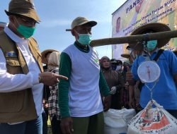 BULOG Cermati Isu Harga Beras Di Tengah Panen Yang Berlimpah