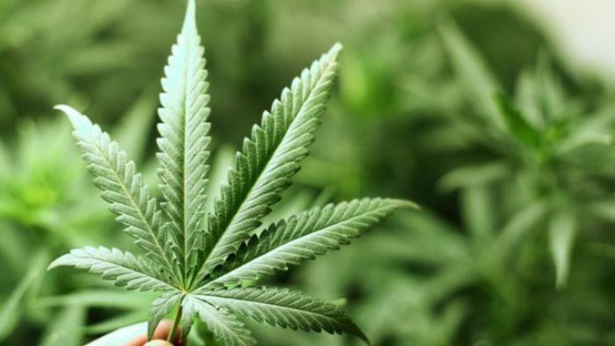 Legalisasi Ganja di Indonesia