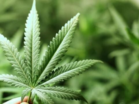 Legalisasi Ganja di Indonesia