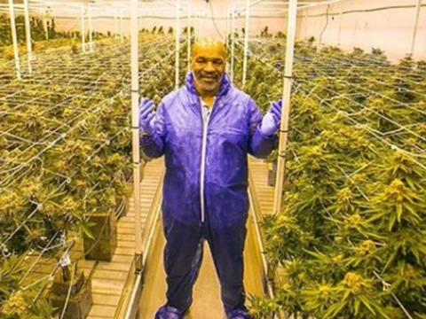 Mike Tyson Pebisnis Ganja California dan Kemungkinan Ekspansinya ke Indonesia