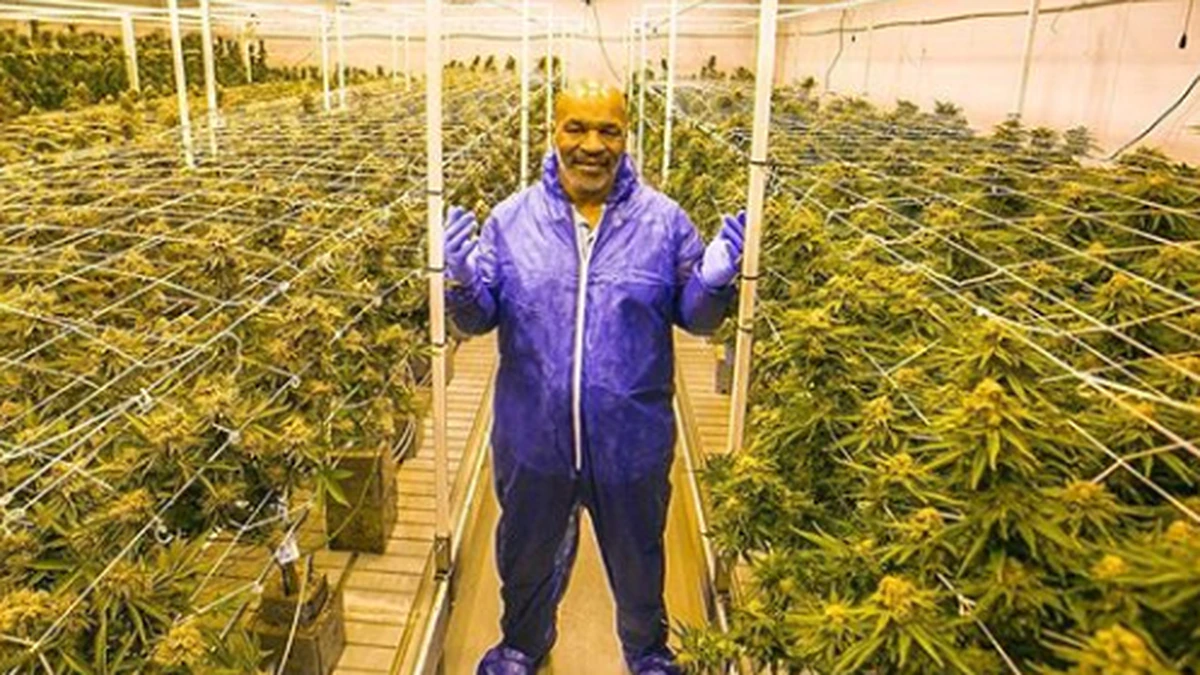 Mike Tyson Pebisnis Ganja California dan Kemungkinan Ekspansinya ke Indonesia