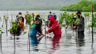 Esai Foto Presiden Nyemplung, Saat Tanam Mangrove Bersama Masyarakat Batam