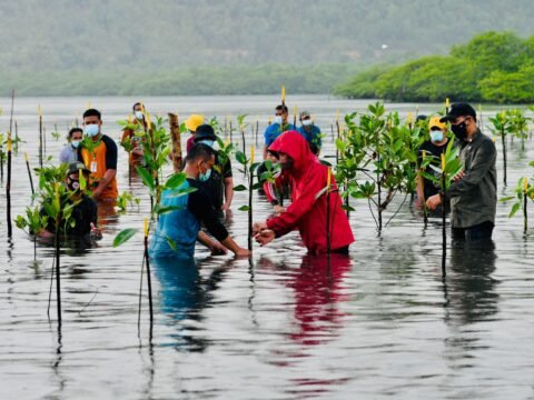 Esai Foto Presiden Nyemplung, Saat Tanam Mangrove Bersama Masyarakat Batam