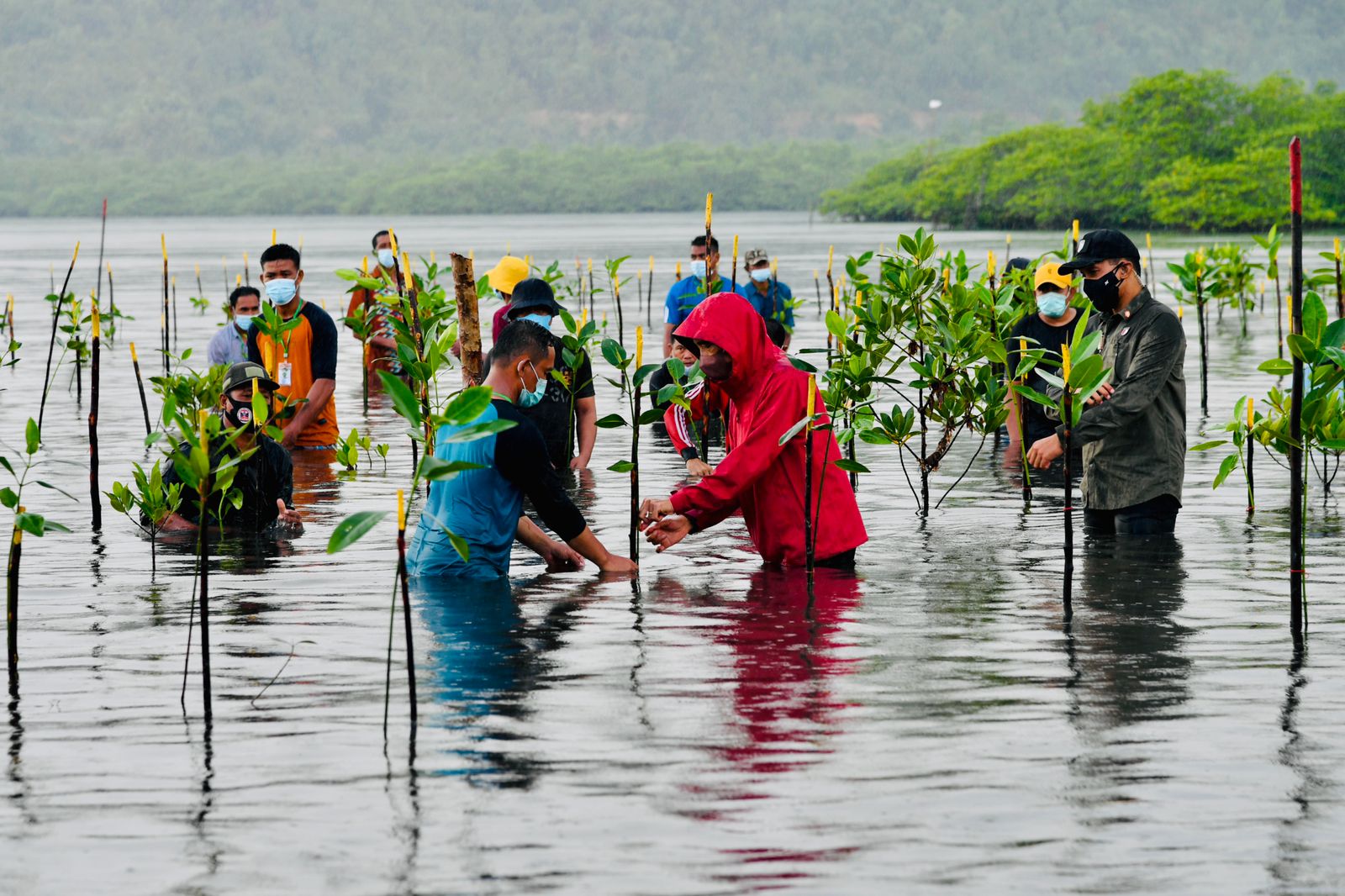 Esai Foto Presiden Nyemplung, Saat Tanam Mangrove Bersama Masyarakat Batam