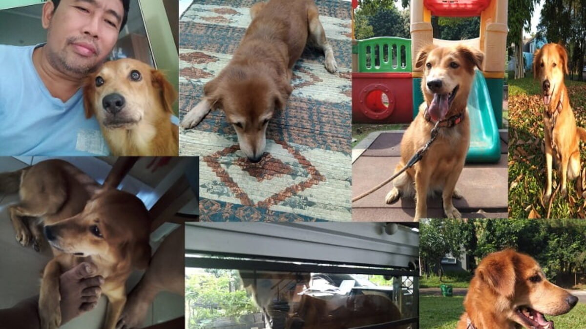 Sikap dan Bahasa Tubuh Anjing yang Normal dan Bisa Didekati Sikap dan Bahasa Tubuh Anjing yang Normal dan Bisa Didekati