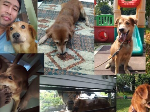 Sikap dan Bahasa Tubuh Anjing yang Normal dan Bisa Didekati