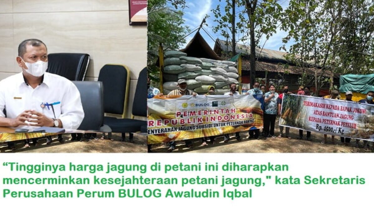 BULOG Siap Laksanakan Penugasan Penyediaan dan Penyaluran Jagung