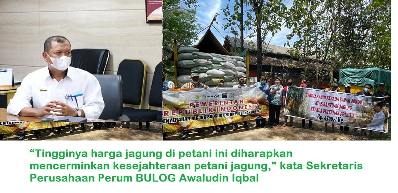 BULOG Siap Laksanakan Penugasan Penyediaan dan Penyaluran Jagung