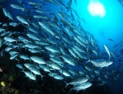 Ambon, Provinsi Maluku Diarahkan Menjadi Lumbung Ikan Nasional