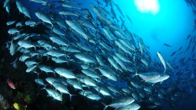 Ambon, Provinsi Maluku Diarahkan Menjadi Lumbung Ikan Nasional