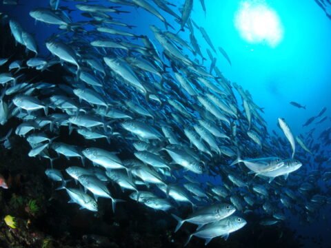 Ambon, Provinsi Maluku Diarahkan Menjadi Lumbung Ikan Nasional