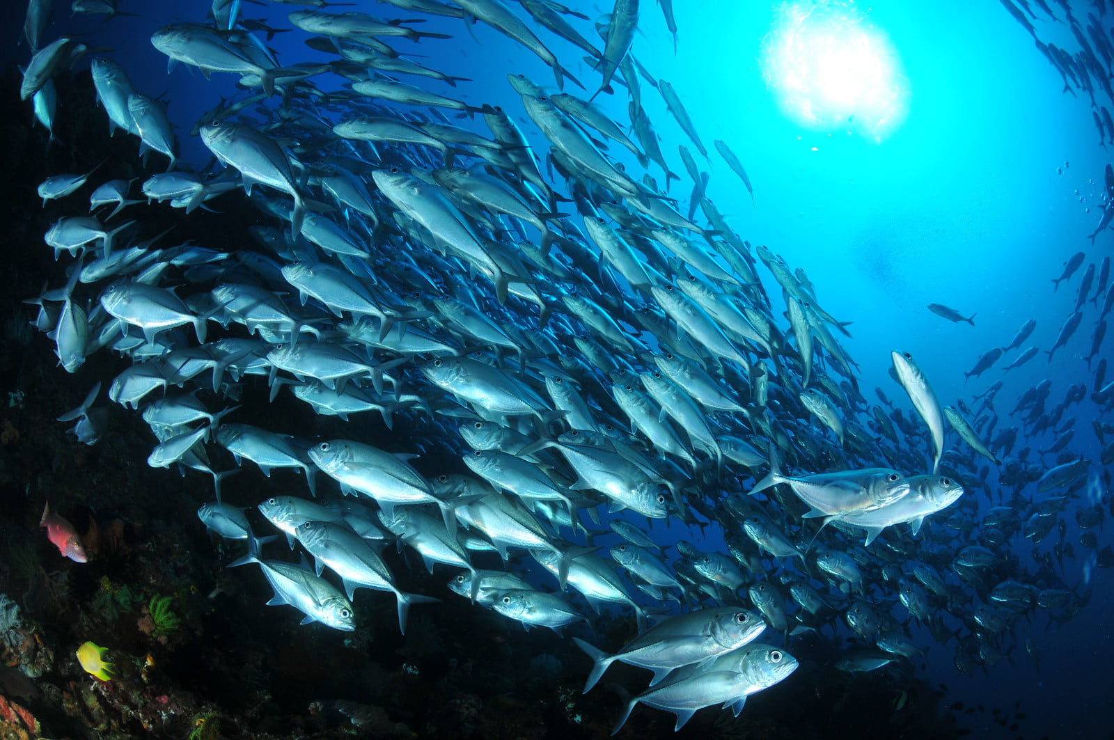 Ambon, Provinsi Maluku Diarahkan Menjadi Lumbung Ikan Nasional