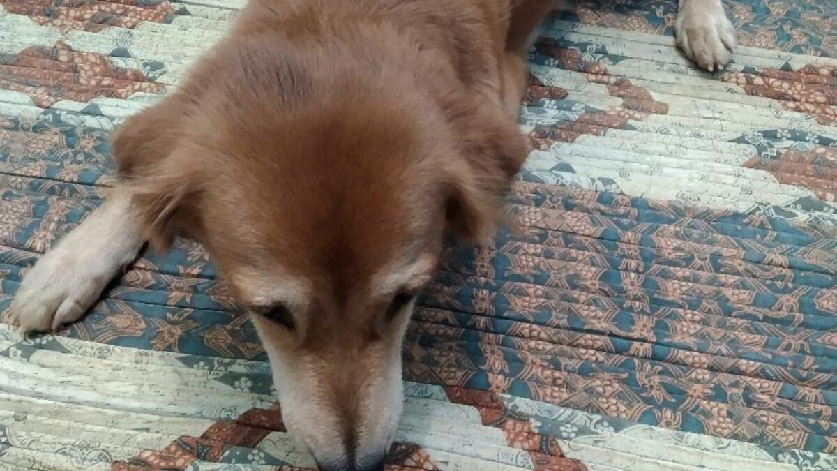 Anjing Mahal, Seharga Kendaraan?