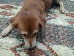 Anjing Mahal, Seharga Kendaraan?