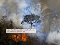 Kita Bangsa Indonesia diserang Green Peace, Ternyata Karena Ini