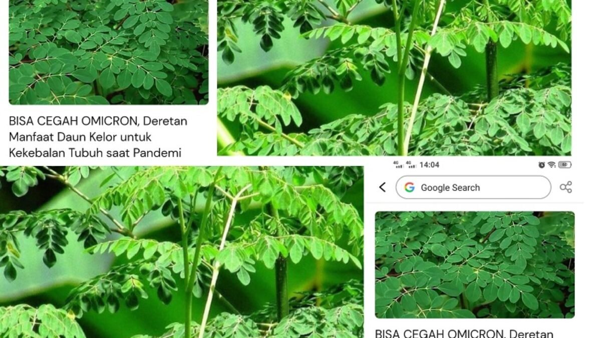 Cegah Omicron Dengan Moringa Oleifera Dijuluki Sebagai Tanaman Ajaib, Maksudnya Ya Daun Kelor