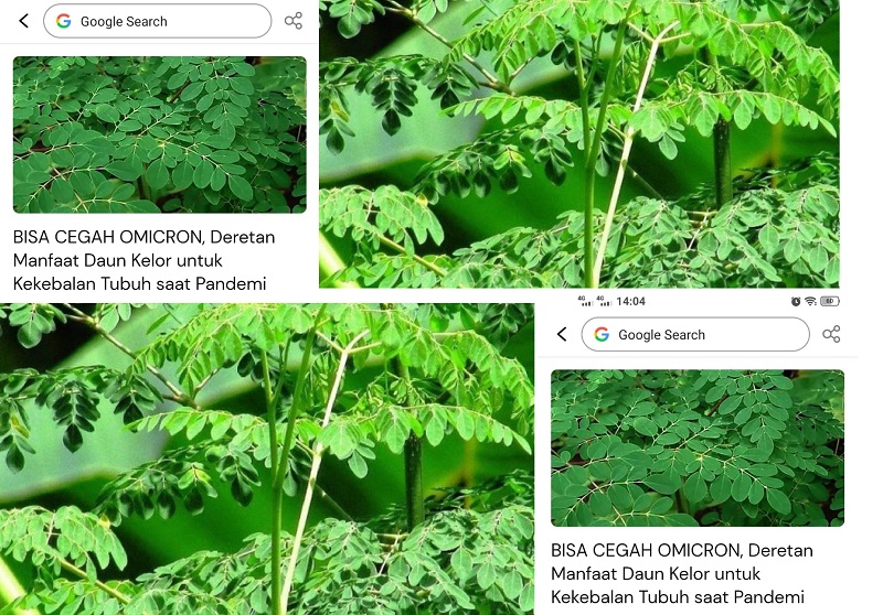 Cegah Omicron Dengan Moringa Oleifera Dijuluki Sebagai Tanaman Ajaib, Maksudnya Ya Daun Kelor