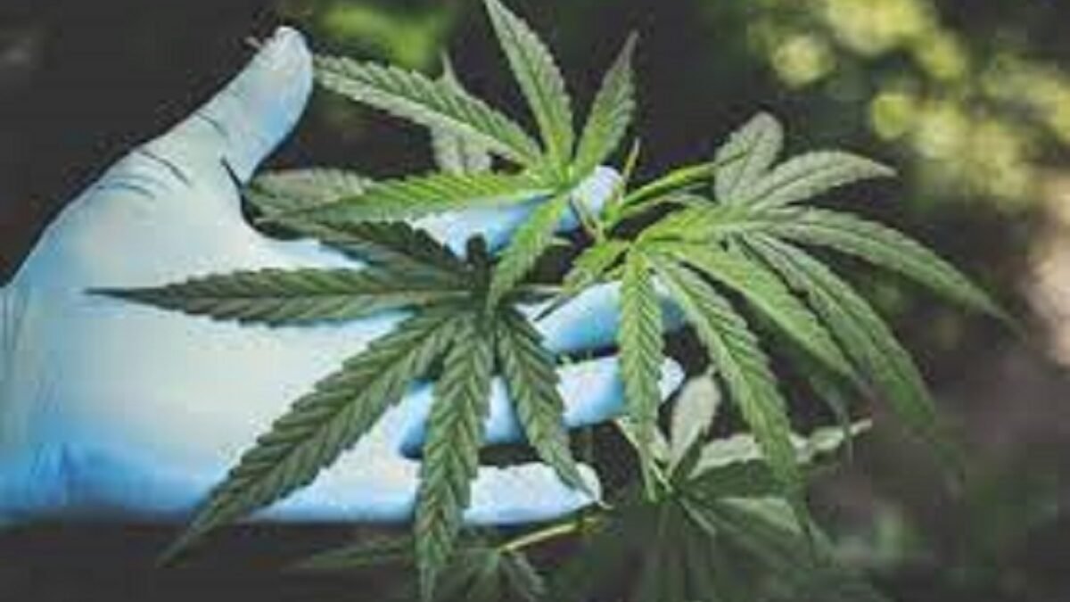 Thailand Resmi Izinkan Penggunaan Ganja