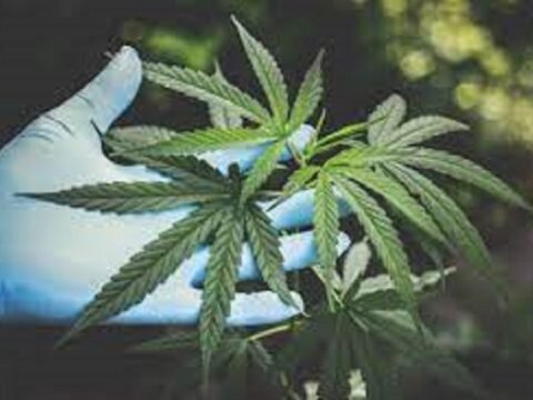 Thailand Resmi Izinkan Penggunaan Ganja