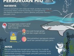 Hiu dan Pari di Ambang Kepunahan, Benarkah?