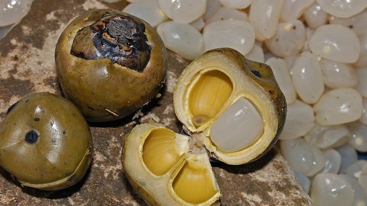 Kolang Kaling Alias Buah Atap, Kenyal Berbentuk Lonjong dan Berwarna Putih Transparan