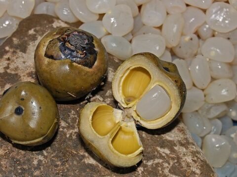 Kolang Kaling Alias Buah Atap, Kenyal Berbentuk Lonjong dan Berwarna Putih Transparan