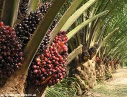 Apa Siapa Perusahaan Sawit di Indonesia