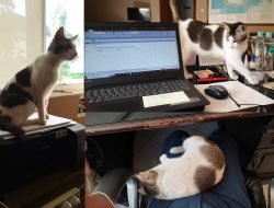 Kucing Ditembak di Sesko TNI Bandung Ternyata Strategi Clickbait