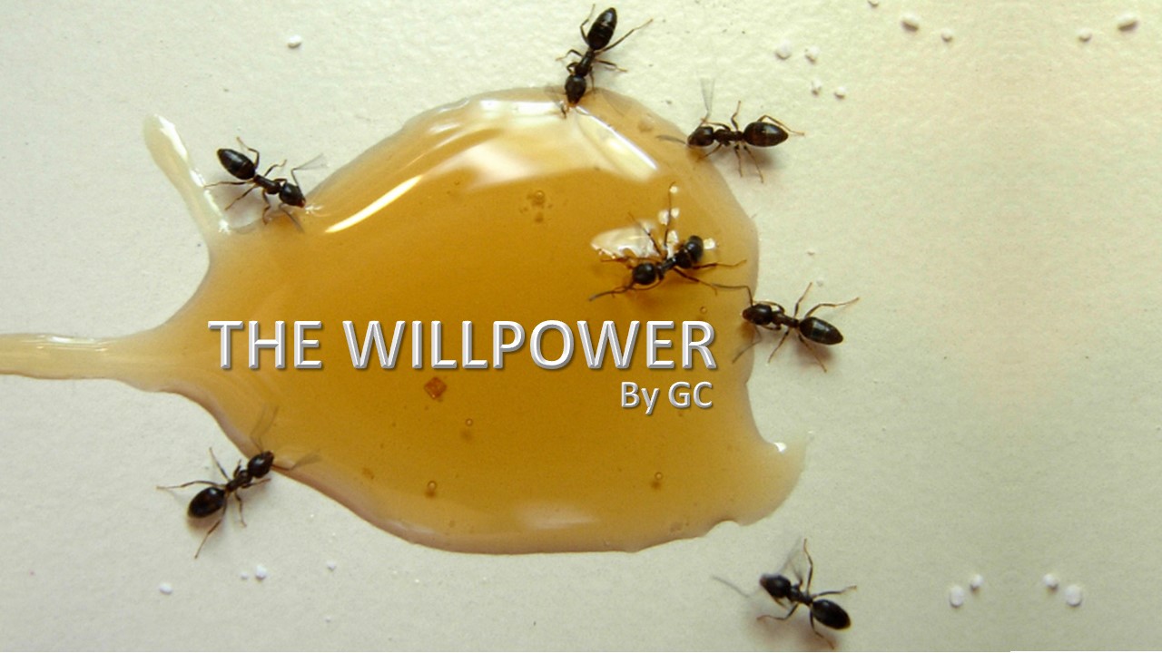 WILLPOWER By Galatia Chandra Author of Hacking Your Mind Book