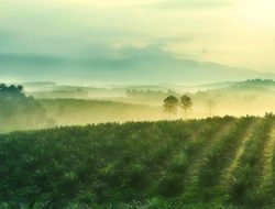 Sime Darby Plantation Berhad Berselisih Bisnis, Berujung Damai atau Pengadilan?