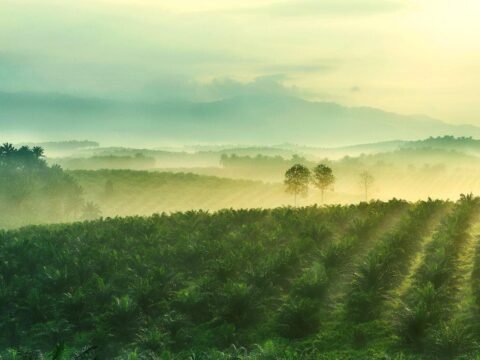 Sime Darby Plantation Berhad Berselisih Bisnis, Berujung Damai atau Pengadilan?