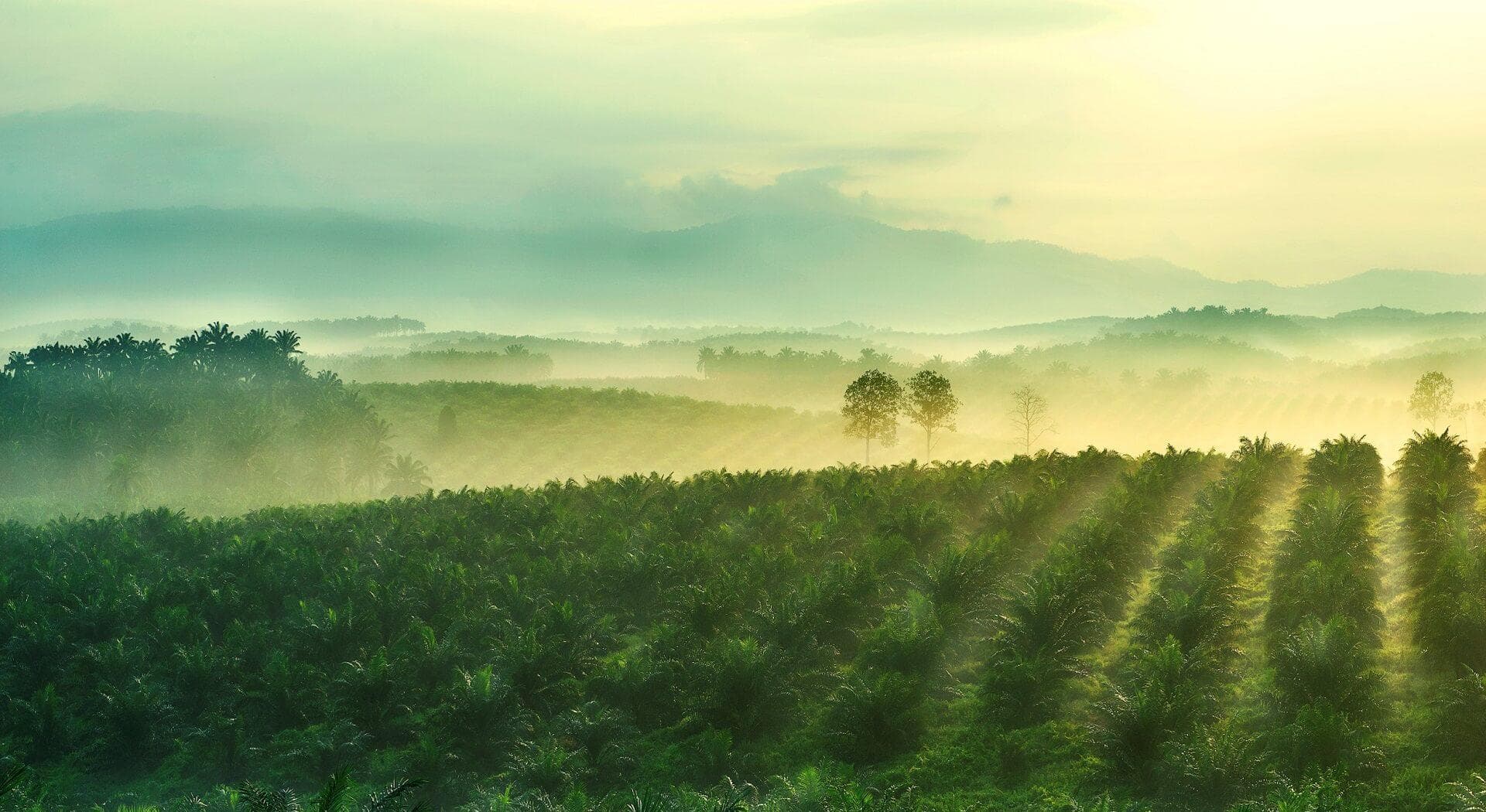 Sime Darby Plantation Berhad Berselisih Bisnis, Berujung Damai atau Pengadilan?