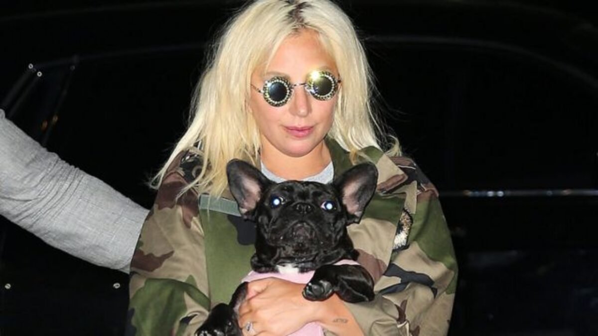 Penembak Anjing Milik Lady Gaga Dihukum Penjara 21 Tahun Penembak Anjing Milik Lady Gaga Dihukum Penjara 21 Tahun