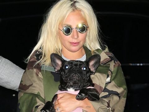 Penembak Anjing Milik Lady Gaga Dihukum Penjara 21 Tahun