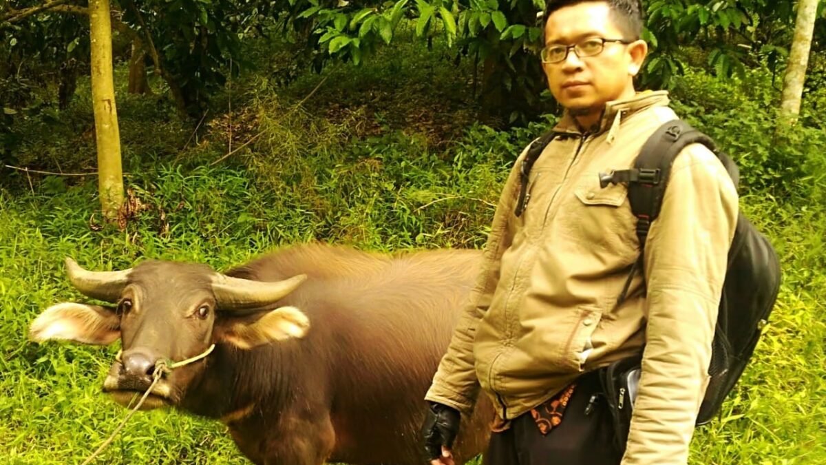 Metode Baru Penggemukan Kerbau yang Hasilnya “Wow”
