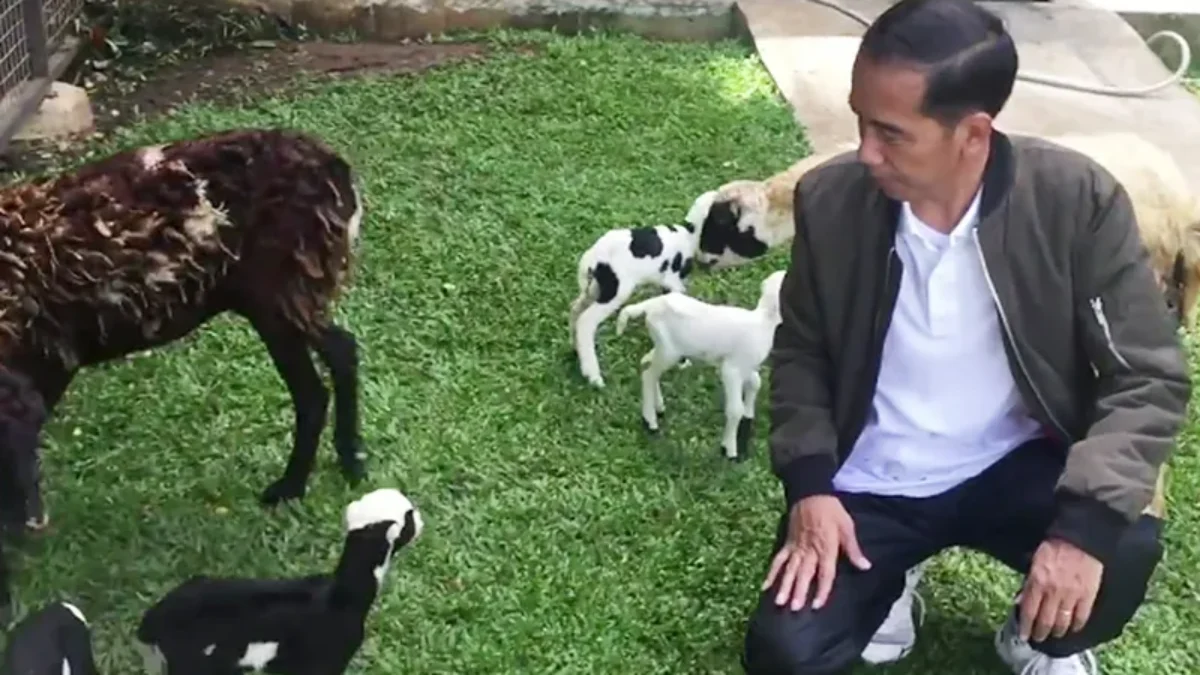 Binatang Peliharaan Jokowi Sudah Boyongan ke Solo Binatang Peliharaan Jokowi Sudah Boyongan ke Solo