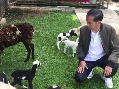Binatang Peliharaan Jokowi Sudah Boyongan ke Solo