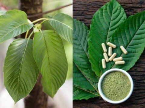 Nasib Daun Kratom di Prabowo-Gibran, Apakah Jadi Legal atau Ilegal?